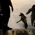 skydiving dog